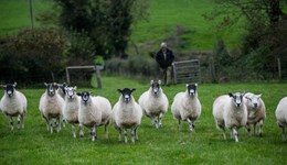 Ticked off! Understanding sheep parasite threats